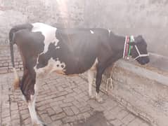 cow