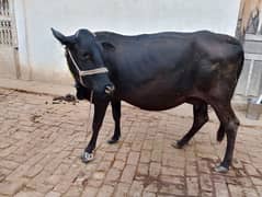 cow pure ferzion 03075393493