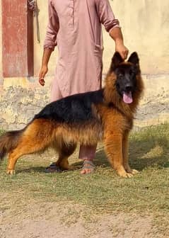 German shepherd long coat male 8 month for sale