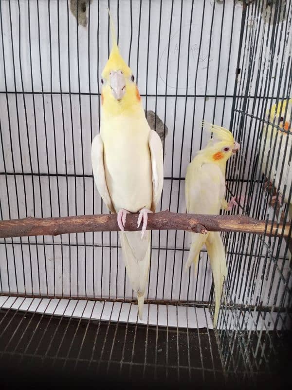 Common White 2 Breeder Pair 5