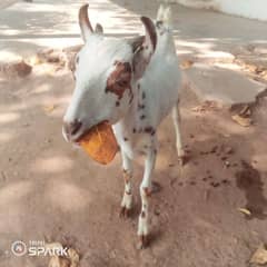 Tapri bakra