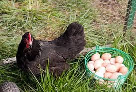 AUSTROLOPE CHICKS  , MALES australop austrolope 1