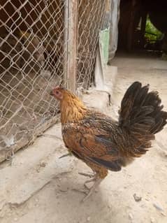 hen for sale