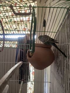 Australian parrots pair with fancy cage