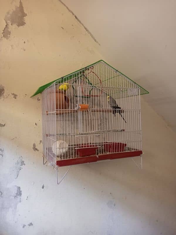 Australian parrots pair with fancy cage 3