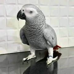 African gray parrot age 6 month for sale