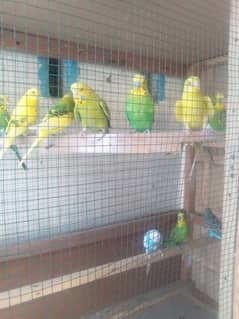 want to sale urgent 700 pair and cage 2500 0