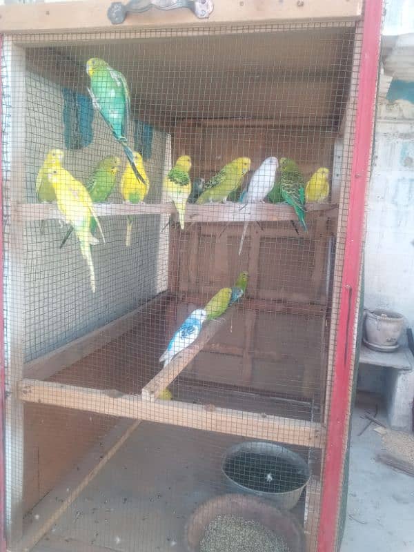 want to sale urgent 700 pair and cage 2500 1