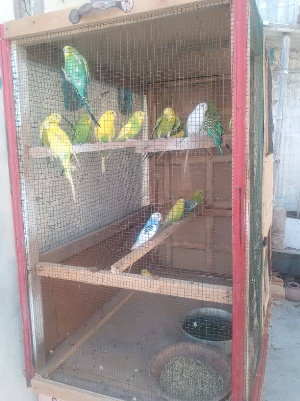 want to sale urgent 700 pair and cage 2500 2