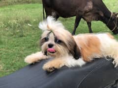 shih tzu puppy for sale