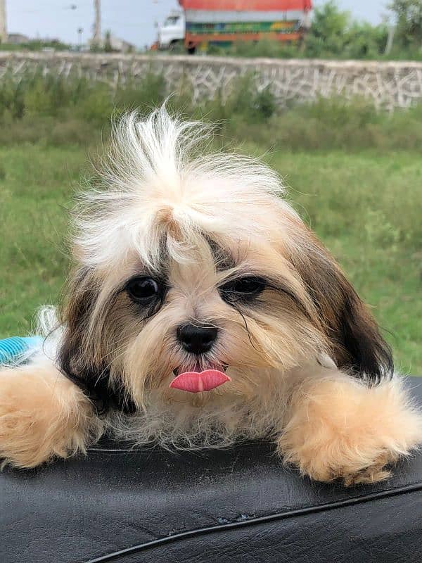 shih tzu puppy for sale 2