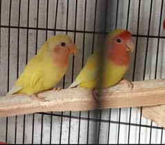 Love birds