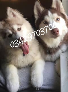 husky puppies 03429703700