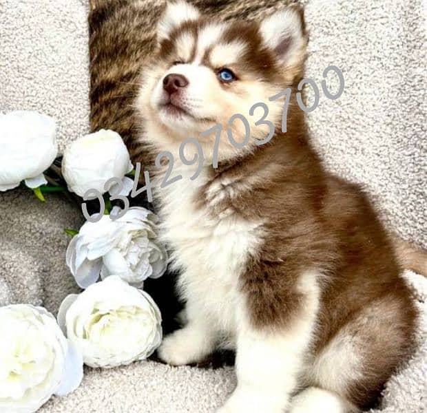 husky puppies 03429703700 1