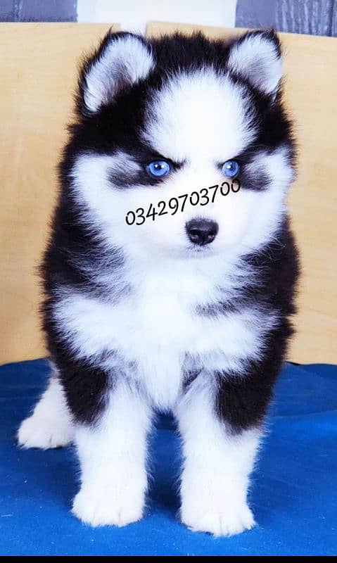 husky puppies 03429703700 2