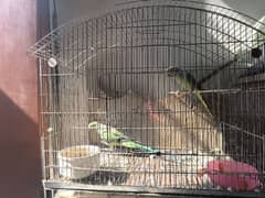 parrots for sale 0