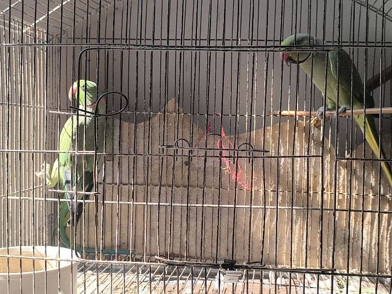 parrots for sale 1