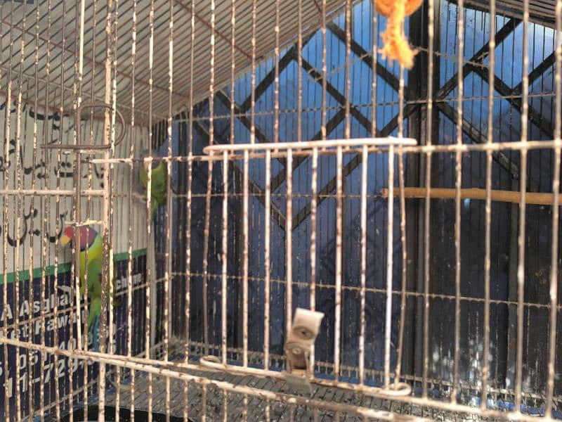 parrots for sale 2