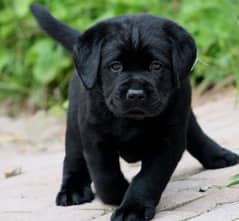 Labrador puppies 03429703700 0