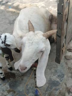 Rajanpuri Bakri Hai Sath 3 Bakra Hai Pics Dekhlein