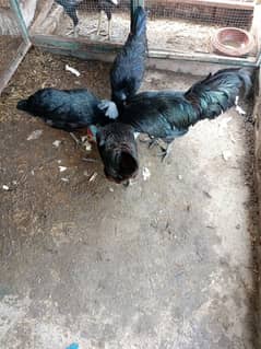 ayam cemni greay tunge 4male 6 female urjant sale