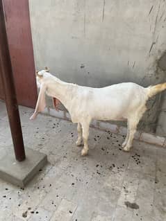 gulabi bakri