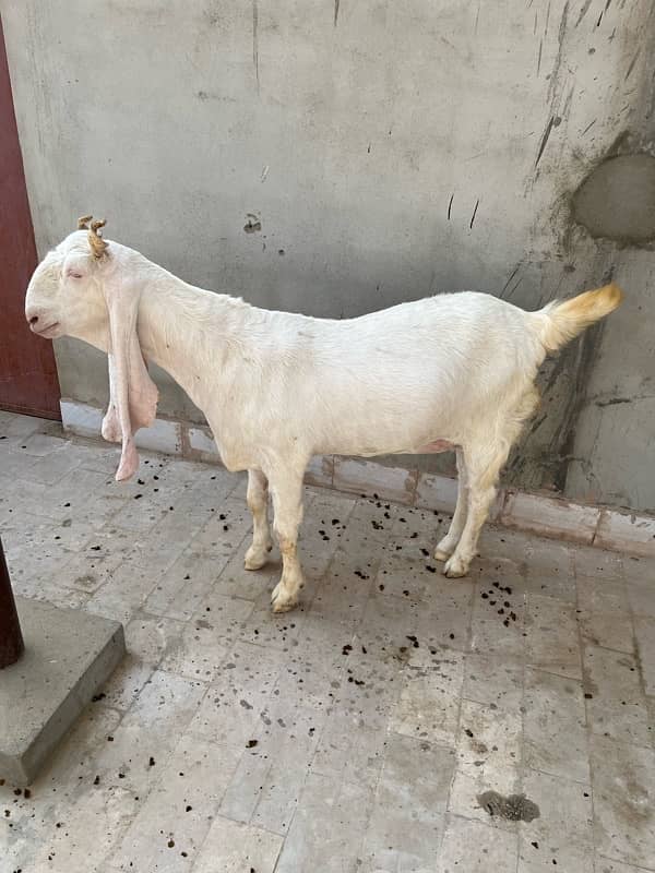 gulabi bakri 1