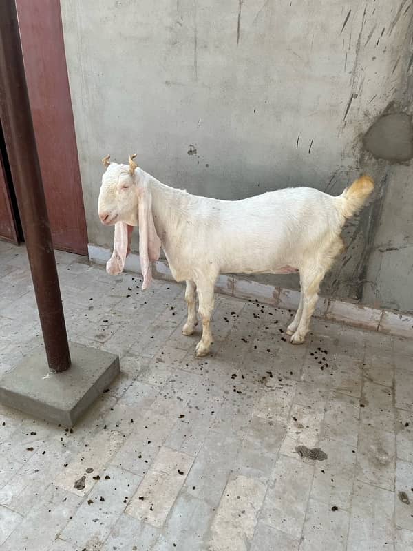 gulabi bakri 4