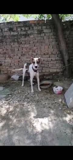 gultair mix dog for sale 0