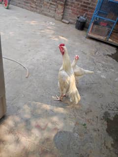 hera Aseel chick's available for sales