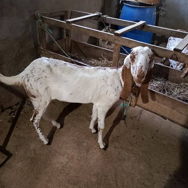 Makhi Chini Goats for Sale or exchange with Wachi 0