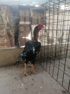 PURE ASEEL BIRDS AVAILABLE 0