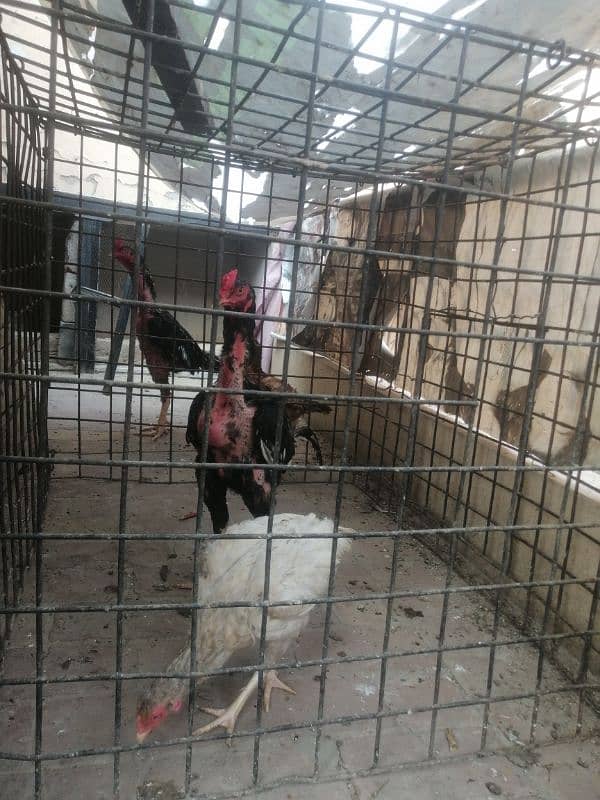 PURE ASEEL BIRDS AVAILABLE 2