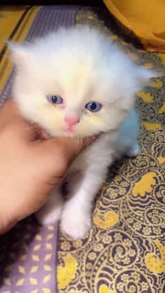 Pure Persion Breed Top Quality Kittens