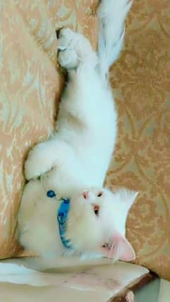 Persian cat | persian Triple coat | cat for sale | persian for sale