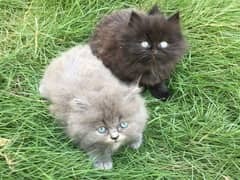 punch face cat I triple Cote kitten I cat male feamle | cute persian