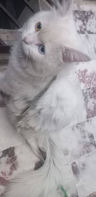 Turkish Angora Cat For Sale 2