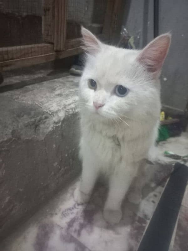 Turkish Angora Cat For Sale 4