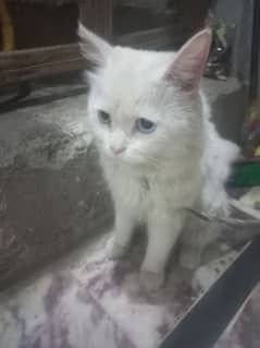 Turkish Angora Cat For Sale