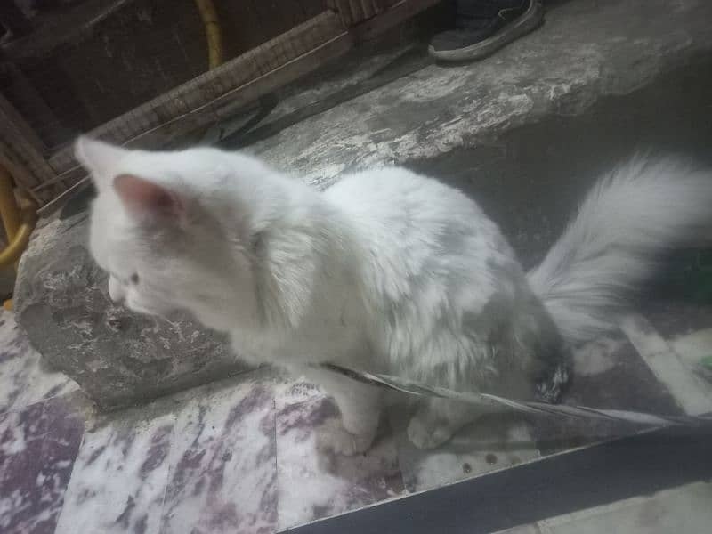 Turkish Angora Cat For Sale 5