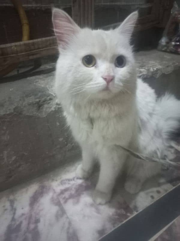 Turkish Angora Cat For Sale 1