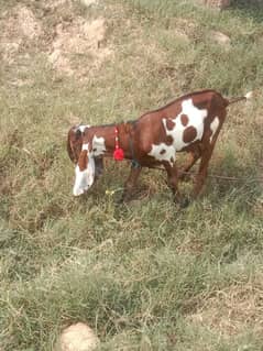 pregnant Goat and Pure Desi Sheera Print Bakra