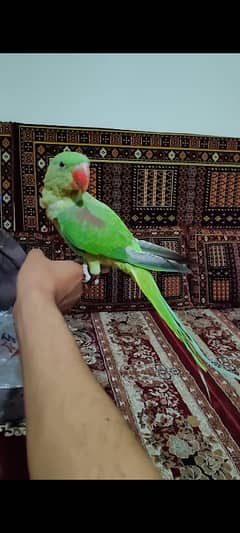 Raw Parrot talking ful handtame very friendly ful active health parrot