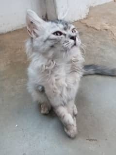 persian cat