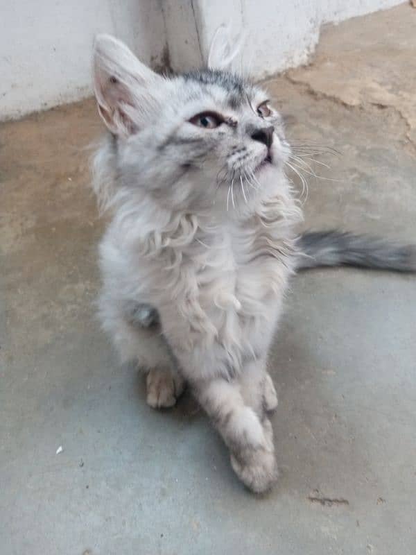 persian cat 0