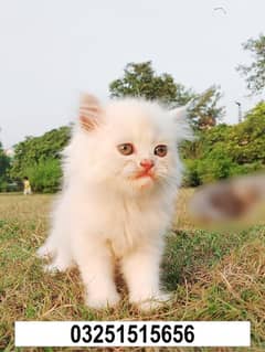 White & light brown Persian Kitten – Fluffy & Adorable