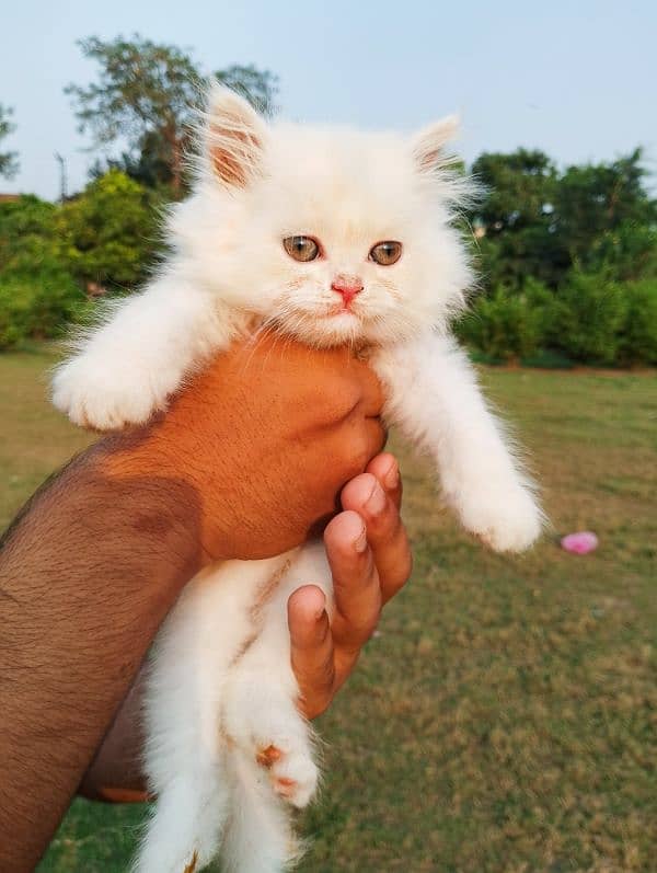 White & light brown Persian Kitten – Fluffy & Adorable 1