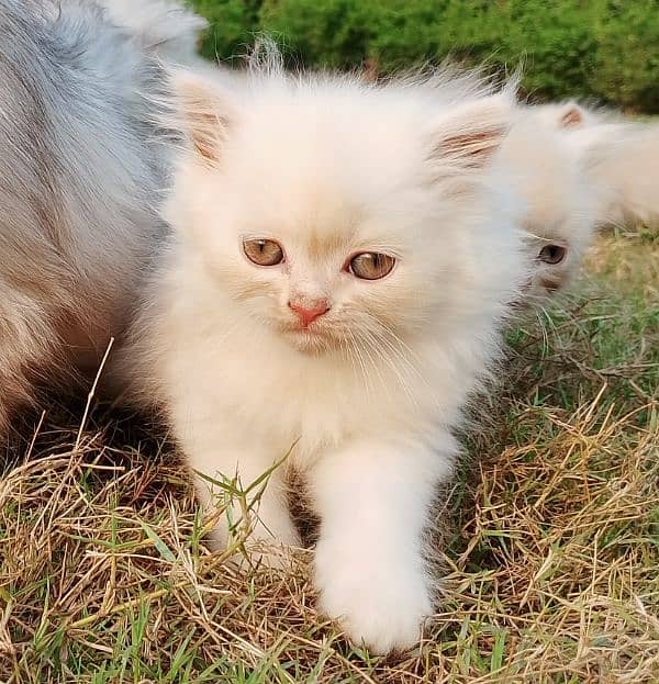 White & light brown Persian Kitten – Fluffy & Adorable 4