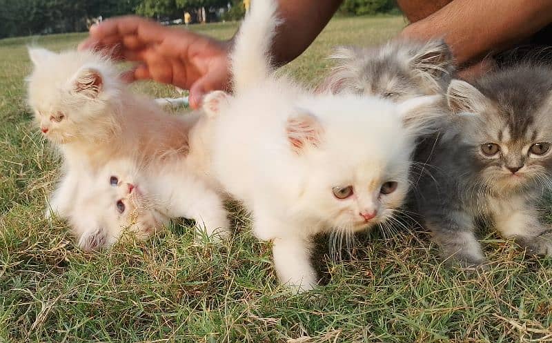 White & light brown Persian Kitten – Fluffy & Adorable 5