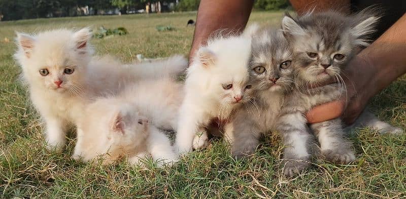 White & light brown Persian Kitten – Fluffy & Adorable 6